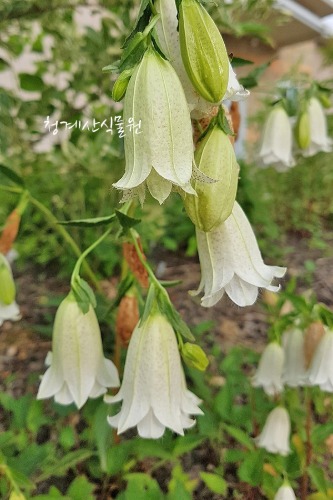 노지월동되는 흰겹초롱꽃 (사진촬영 2021년 3월 6일)