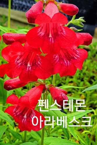 [노지월동] 꽃대를 올리는 펜스터몬 아라베스크 / 사진촬영 2021년 5월 15일