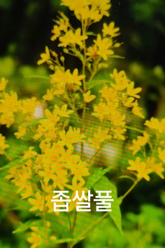 [노지월동] 토종 좁쌀풀 / 사진촬영 2021년 5월 15일