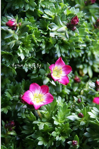꽃대 천상초(운간초) / 사진촬영 2022년 3월 12일
