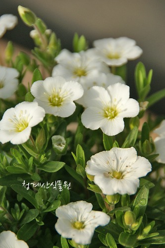 꽃대 남도자리 / 사진촬영 2022년 3월 12일