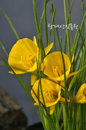 꽃대 골든벨 / 사진촬영 2022년 3월 29일
