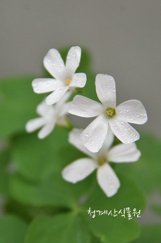 꽃대  흰꽃 분재사랑초