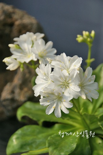 꽃대 흰꽃네윈시아 / 사진촬영 2022년 4월 2일