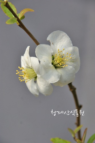 꽃대 동양금(명자) / 사진촬영 2022년 4월 2일
