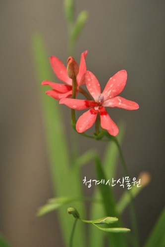 [노지월동] 꽃대 미니범부채 /사진촬영 2022년 5월 21일