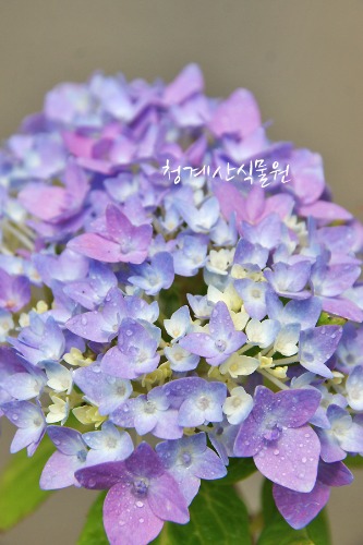 꽃대 오리지날 앤드리스썸머 / 사진촬영 2022년 5월 11일