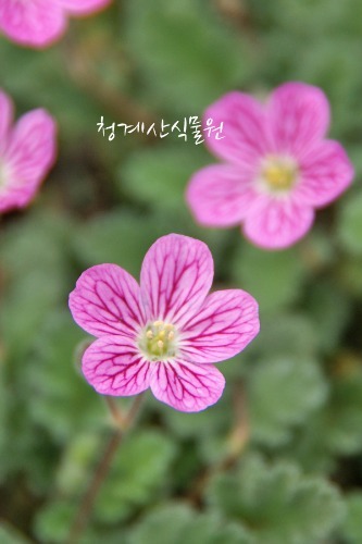 꽃대 묵은둥이 분홍풍로초 / 사진촬영 2022년 6월 9일