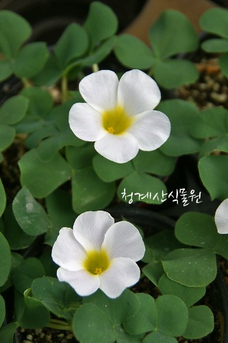 꽃대 푸푸레아 흰사랑초 (구근2개) / 사진촬영 2022년 10월 2일