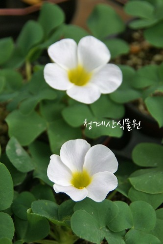 꽃대 푸푸레아 흰사랑초 / 사진촬영 2022년 10월 14일