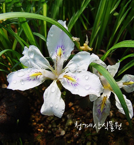 [노지월동] 묵은둥이 토종 흰노랑무늬붓꽃/사진촬영 2022년 11월 22일