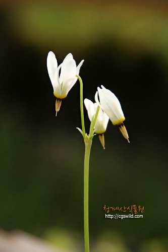 [노지월동] 꽃대 흰인디안앵초 /사진촬영 2023년 3월 25일