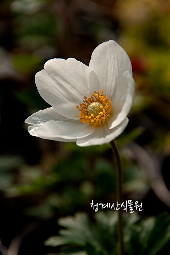꽃대 사계바람꽃 / 사진촬영 2023년 3월 1일