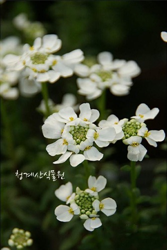꽃대 묵은둥이 눈꽃 / 사진촬영 2023년 3월 11일