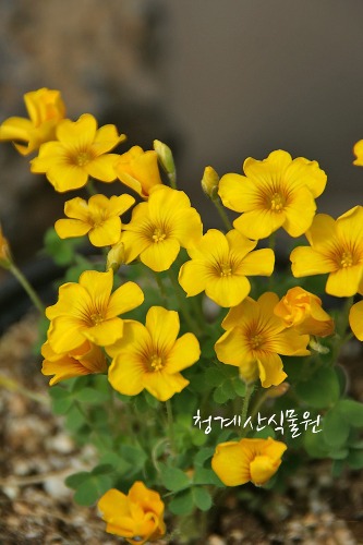 꽃대 애기노랑사랑초(로바타) / 사진촬영 2023년 4월 15일