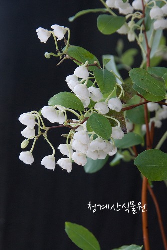 꽃대 은방울나무 (대품) / 사진촬영 2023년 5월 18일