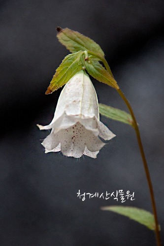 [노지월동] 꽃대 흰겹초롱꽃 / 사진촬영 2023년 5월 27일