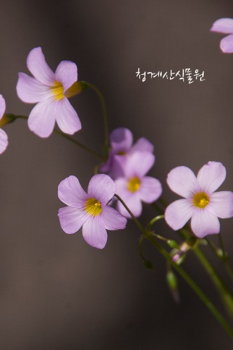[청계산식물원] 꽃대 미누에타 사랑초 / 사진촬영 2023년 11월 2일