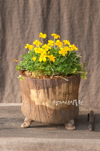 [화분완성품] 풍성한 꽃대 애기노랑사랑초 (로바타) / 사진촬영 2023년 11월 8일