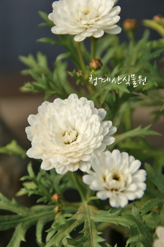 [청계산식물원] 꽃대 흰겹목마가렛  / 사진촬영 2024년 2월 25일
