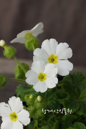 [청계산식물원] 꽃대 흰가고소앵초 / 사진촬영 2024년 2월 4일