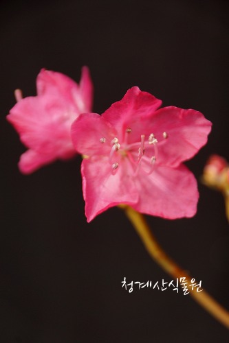 [청계산식물원] 꽃대 홍화진달래 020 (높이 43cm) / 사진촬영 2024년 3월 8일
