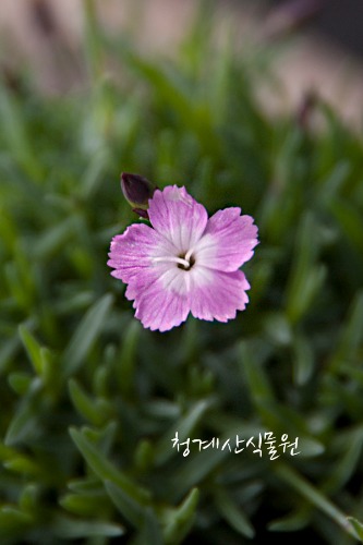 [청계산식물원] 꽃대 다까네패랭이 / 사진촬영 2024년 3월 12일