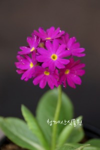 [청계산식물원] 꽃대 루비앵초 / 사진촬영 2024년 3월 15일