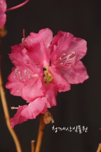 [청계산식물원] 꽃대 홍화진달래 015 (높이 37cm) / 사진촬영 2024년 3월 8일