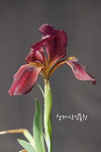 [청계산식물원] 꽃대 묵은둥이 미니독일붓꽃 / 사진촬영 2024년 3월 31일